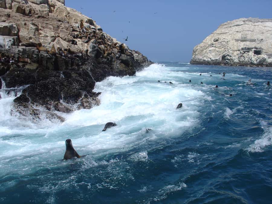 Callao: Swimming with Sea Lions Palomino Islands Boat Tour - Practical Tips for Future Swimmers