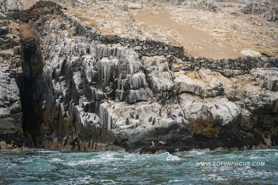 Callao: Swimming with Sea Lions Palomino Islands Boat Tour - The Sum Up