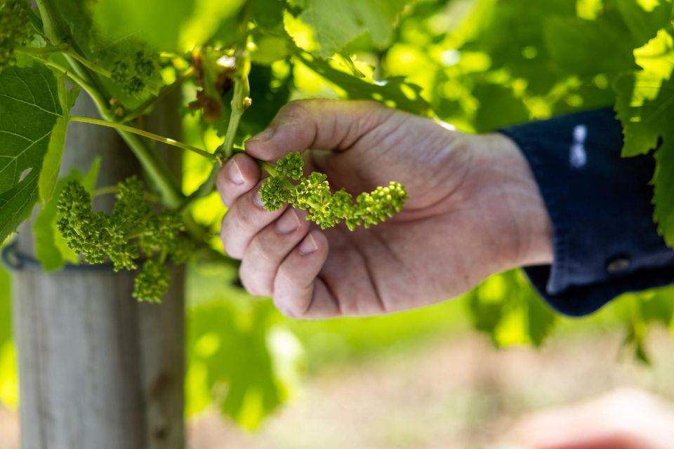 Gold Coast: Luxury Wine Tour with Gourmet Lunch & Distillery - Detailed Breakdown of the Experience