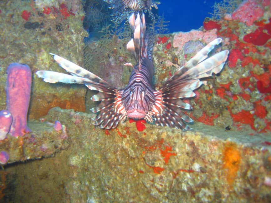 Punta Cana: 2-Tank Dive Trip for Certified Divers - A Practical Guide to the Punta Cana 2-Tank Dive Trip