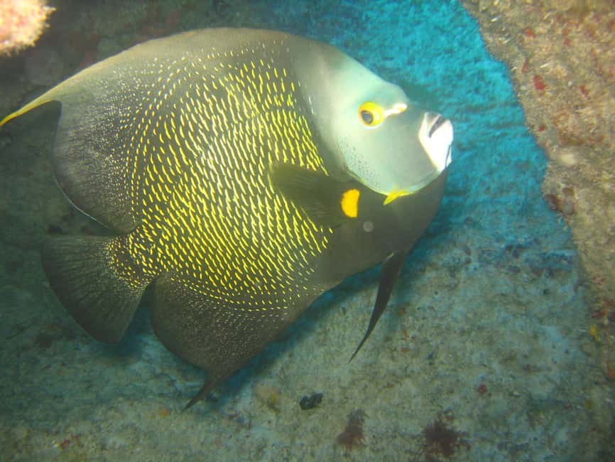 Punta Cana: 2-Tank Dive Trip for Certified Divers - Final Thoughts