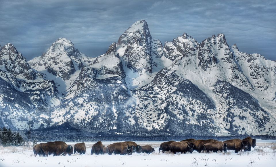 Jackson: Grand Teton and National Elk Refuge Winter Day Trip - A Deep Dive into the Jackson Winter Wildlife Experience