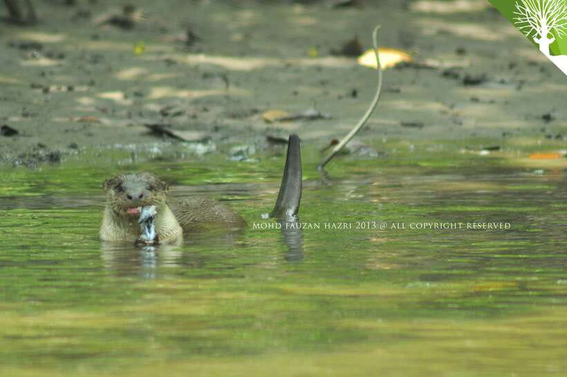 Langkawi: 6-Hour Kilim Mangrove Boat Tour w/ Lunch & Pickup - The Itinerary in Detail