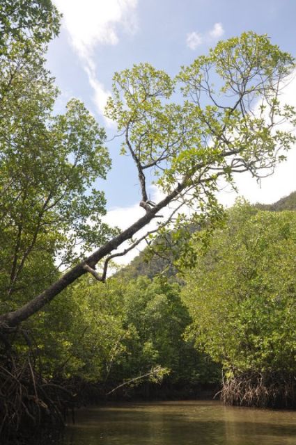 Langkawi: 6-Hour Kilim Mangrove Boat Tour w/ Lunch & Pickup - Who Will Love This Tour?