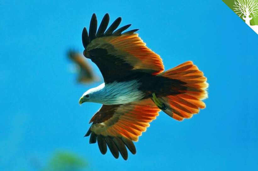 Langkawi: 6-Hour Kilim Mangrove Boat Tour w/ Lunch & Pickup - Final Thoughts