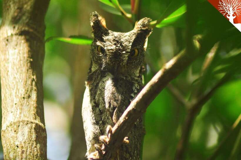 Langkawi: 6-Hour Kilim Mangrove Boat Tour w/ Lunch & Pickup - Practical Tips for Visitors
