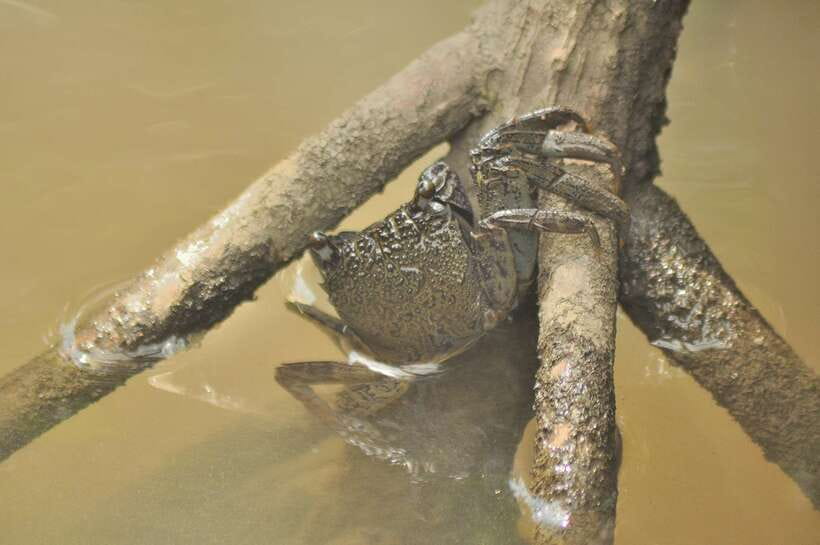 Langkawi: 6-Hour Kilim Mangrove Boat Tour w/ Lunch & Pickup - Pricing and Value