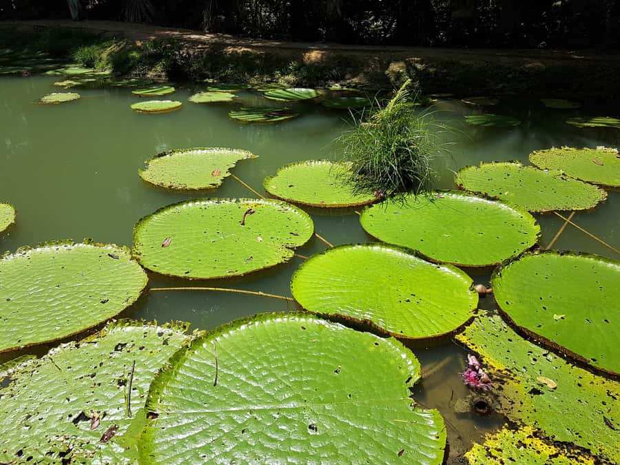 From Manaus: 3 or 4-Day Rio Negro & Anavilhanas River Cruise - FAQ