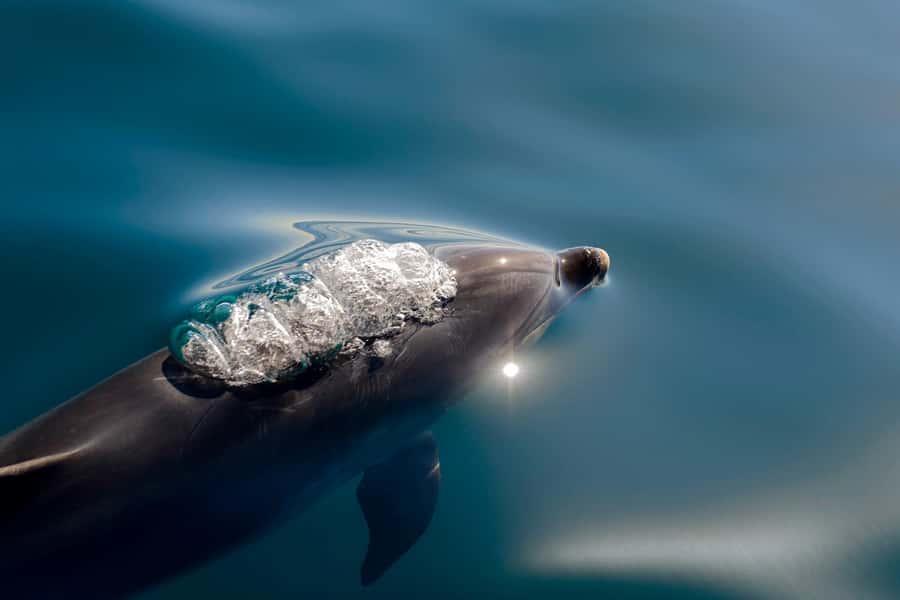 Paihia/Russell: Hole in the Rock, Dolphins & Island Cruise - Introduction: A Scenic Day on the Water in the Bay of Islands