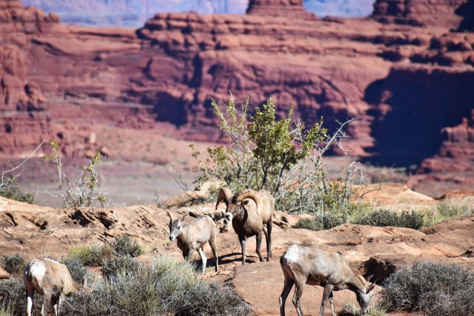 From Moab: Canyonlands 4x4 Drive and Colorado River Rafting - Detailed Breakdown of the Experience