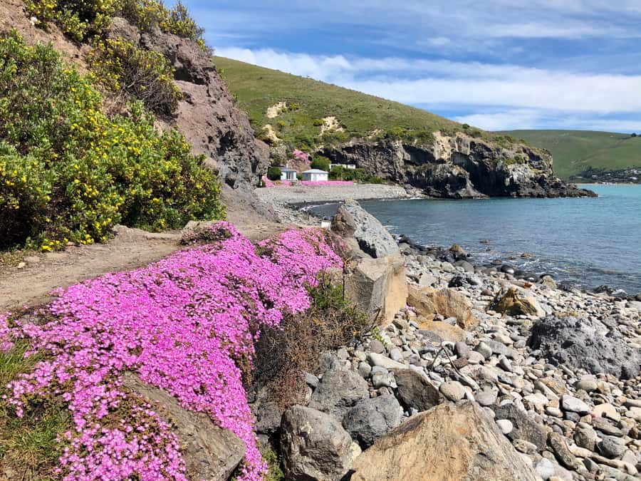 Christchurch: Guided Crater Rim Walk with Coastal Scenery - Key Points