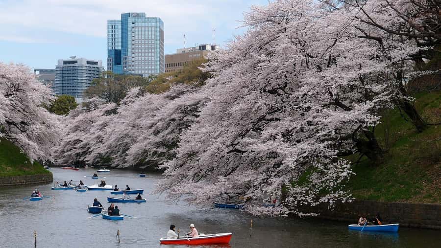 Tokyo Private Cherry Blossom Tour  Picnic Included - Exploring Tokyo’s Sakura with a Personal Touch