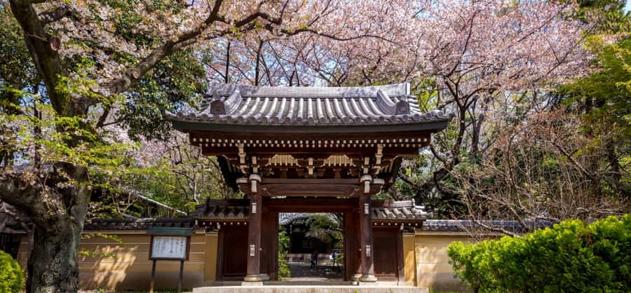 Tokyo Private Cherry Blossom Tour  Picnic Included - Who Will Love This Tour?