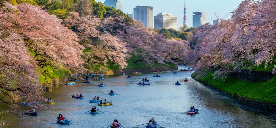 Tokyo Private Cherry Blossom Tour  Picnic Included - Key Points