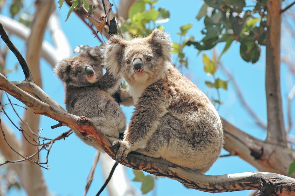 Melbourne: 12 Apostles, Otways & Great Ocean Road Day Tour - A Day Well Spent on Victoria’s Coast