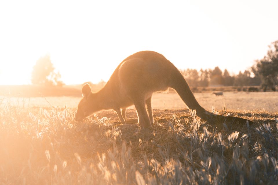 Melbourne: 12 Apostles, Otways & Great Ocean Road Day Tour - Who Should Consider This Tour?