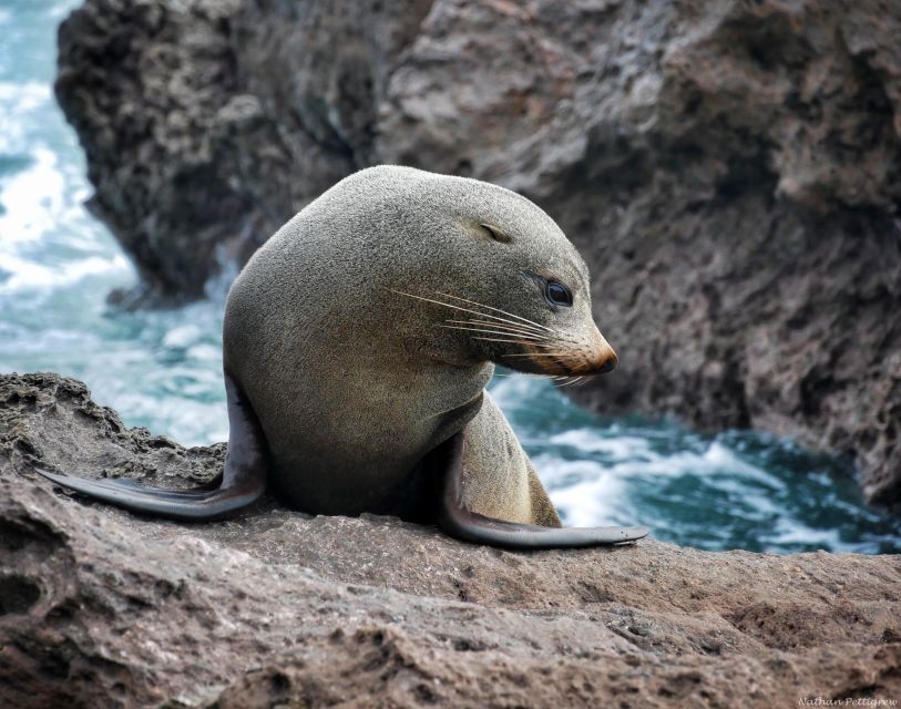 From Tauranga: Dolphin and Wildlife Cruise - An In-Depth Look at the Tauranga Dolphin and Wildlife Cruise