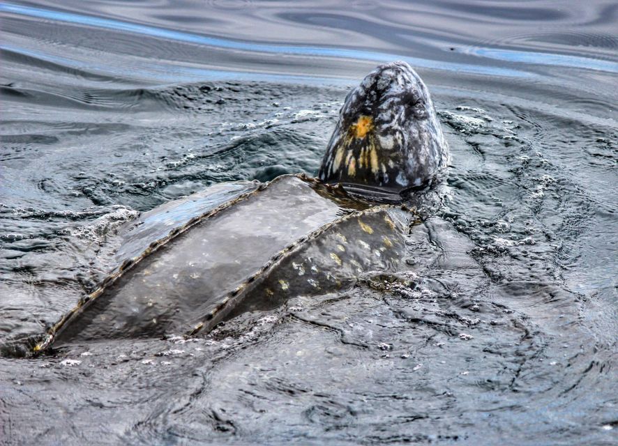 From Tauranga: Dolphin and Wildlife Cruise - Final Word