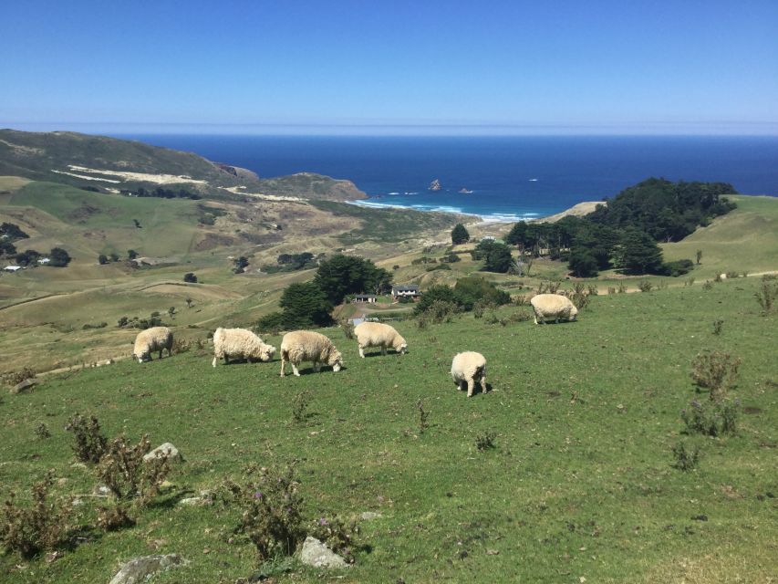 From Dunedin: City, Otago Peninsula & Albatross Guided Tour - The Value of the Experience