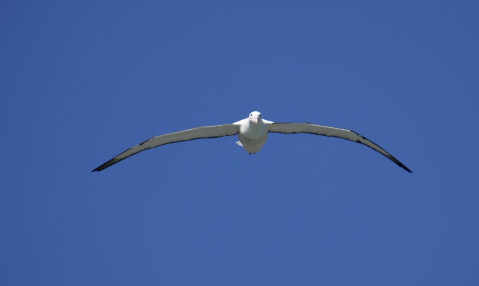 From Dunedin: City, Otago Peninsula & Albatross Guided Tour - Exploring Dunedin and Otago Peninsula: An Authentic Experience