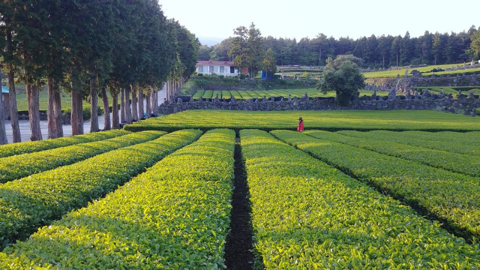 Jeju Premium Small Group UNESCO Day Tour - South - Who Should Consider This Tour?