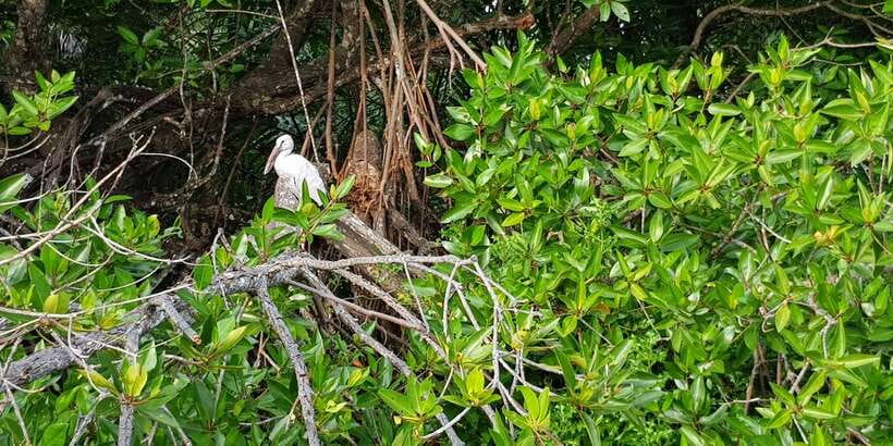 Galle Day Trip with River Safari, Sea Turtles & Tea Factory - Key Points