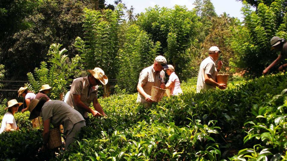 Galle Day Trip with River Safari, Sea Turtles & Tea Factory - The Sum Up