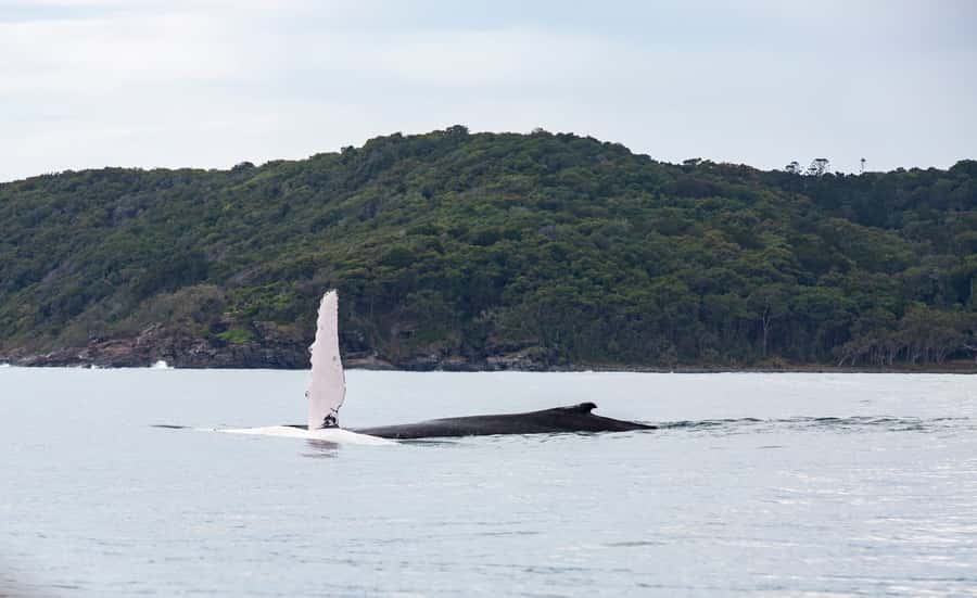 Noosa: Noosa Whale Watching Tour - The Itinerary: What to Expect