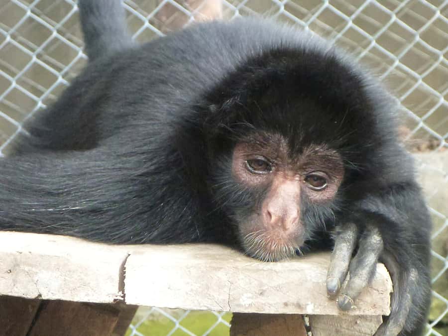 La Paz: Mountain Bike Down the World's Most Dangerous Road - Who Should Consider This Tour?