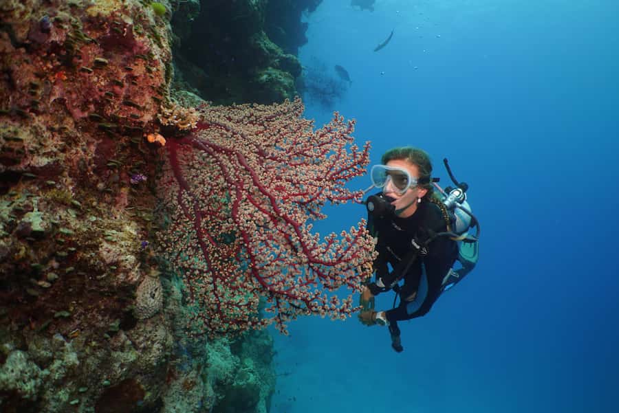 Port Douglas: Silversonic Great Barrier Reef Dive & Snorkel - Final Thoughts