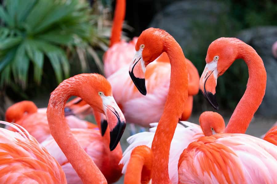 New Orleans: Audubon Zoo or Combo Ticket - Exploring the Audubon Zoo and Combo Tickets in New Orleans