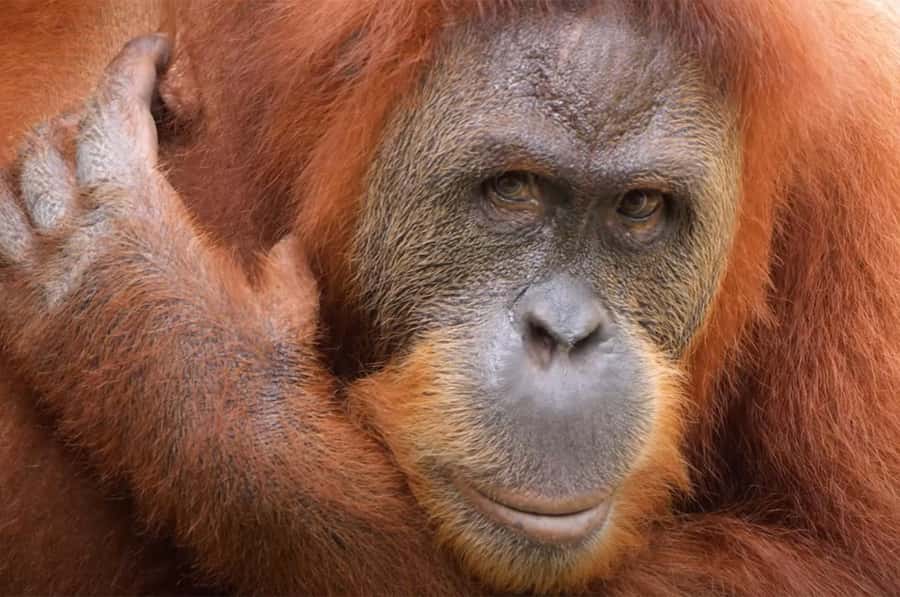 New Orleans: Audubon Zoo or Combo Ticket - Key Points