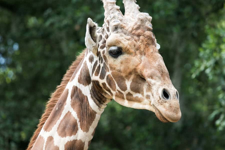 New Orleans: Audubon Zoo or Combo Ticket - Who Will Love This Experience?