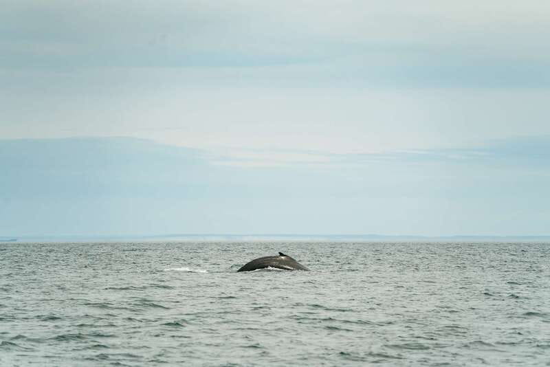 Victoria: Whale Watching Adventure in a Zodiac Boat - Who Will Love This Tour?