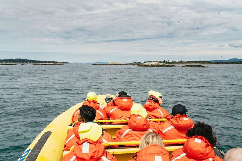 Victoria: Whale Watching Adventure in a Zodiac Boat - The Experience in Detail