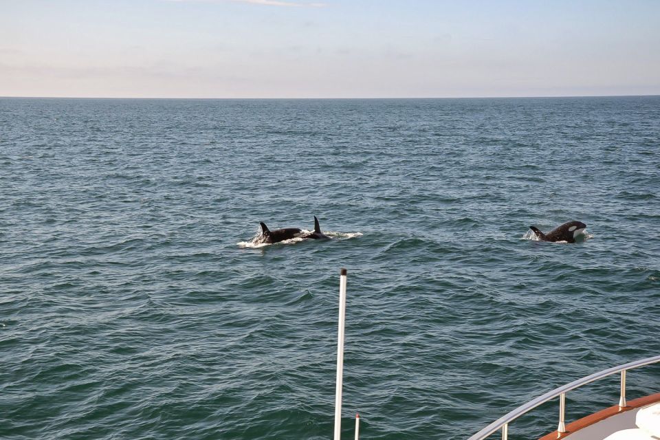 Reykjavik: Whale Watching and Dolphin Watching Yacht Cruise - Who Will Love This Experience?