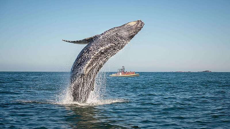 Tadoussac/Charlevoix: Whale Watching Zodiac Tour - The Reviews Speak Volumes