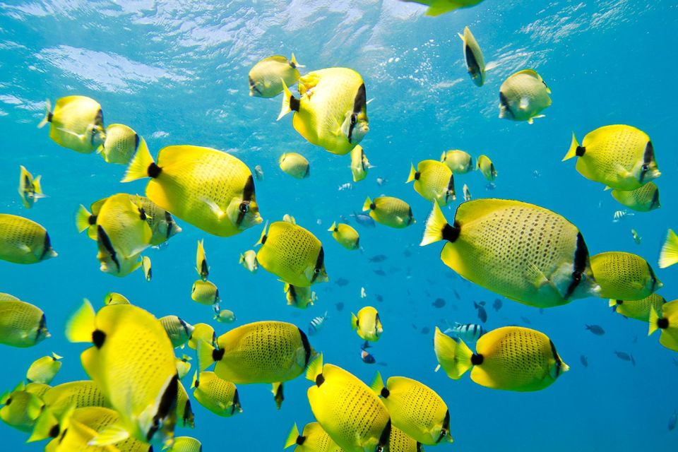 Oahu: Dolphin Swim and Turtle Snorkel Excursion in Waianae - Final Thoughts on Value and Experience