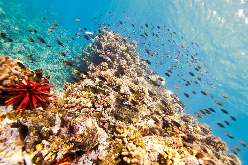 Oahu: Dolphin Swim and Turtle Snorkel Excursion in Waianae - What Sets This Tour Apart