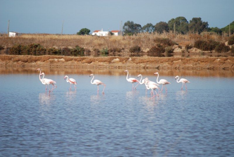 Faro: Ria Formosa Natural Park Segway Tour & Birdwatching - FAQ