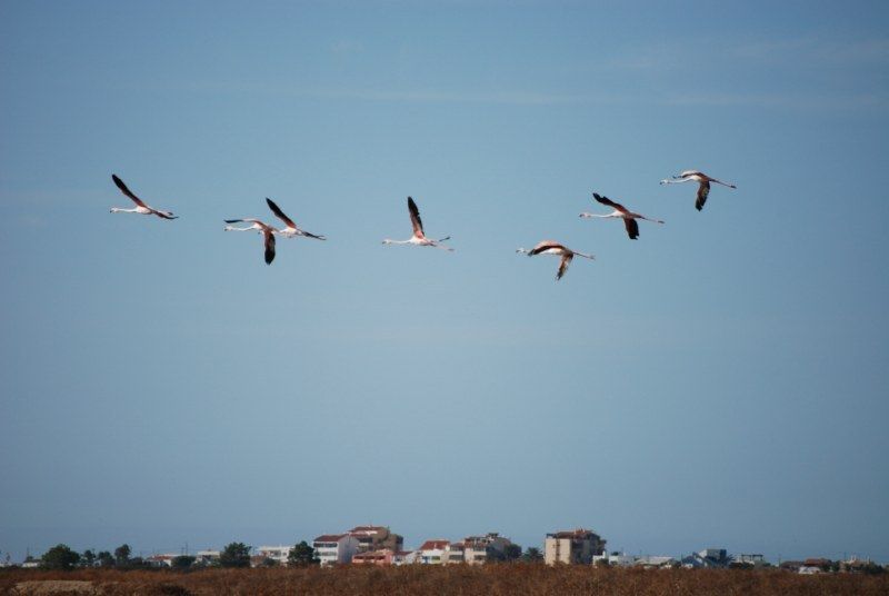 Faro: Ria Formosa Natural Park Segway Tour & Birdwatching - Is It Worth the Price?