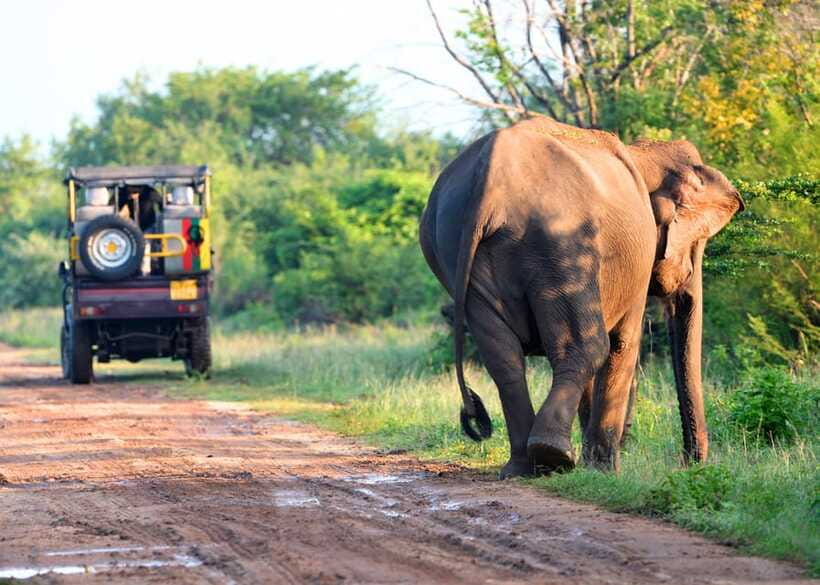 From Bentota: Elephant Transit Camp and Udawalawe Safari - The Sum Up