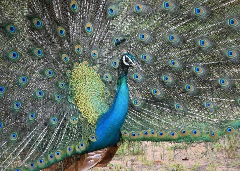 From Bentota: Elephant Transit Camp and Udawalawe Safari - FAQ