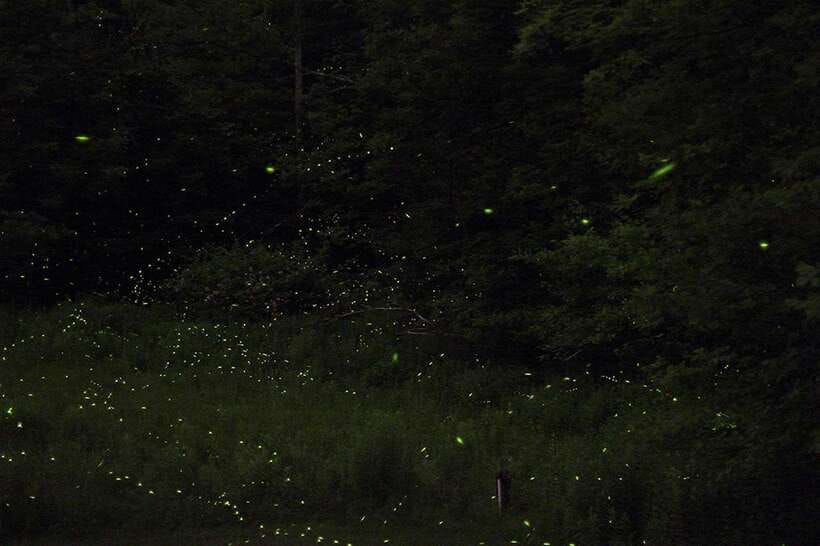 Puerto Princesa: Firefly Watching Bay Cruise with Dinner - Good To Know