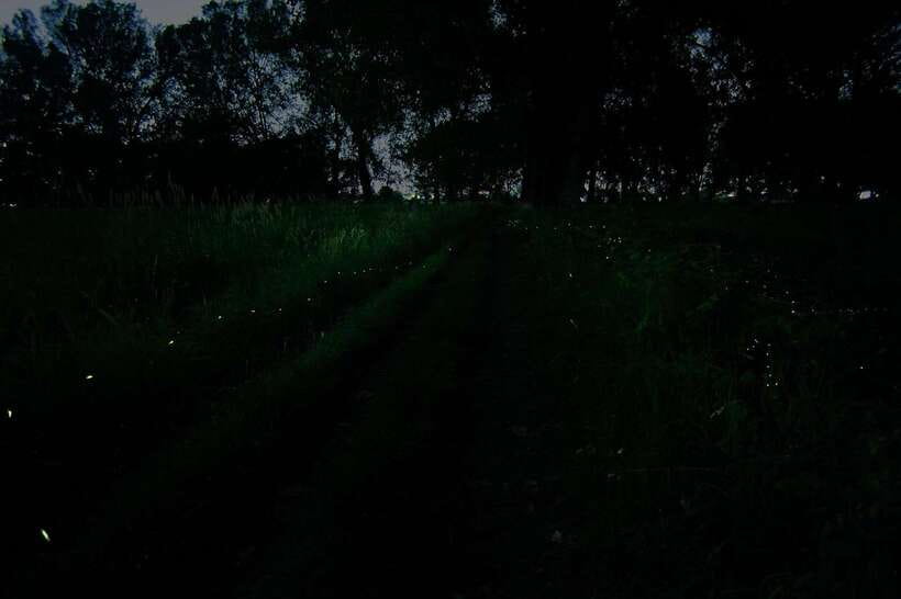 Puerto Princesa: Firefly Watching Bay Cruise with Dinner - Who Will Love This Experience?