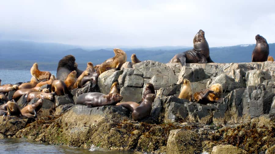 Ushuaia: Beagle Channel Boat Tour and Penguin Experience - In-Depth Review: What to Expect on Your Ushuaia Adventure