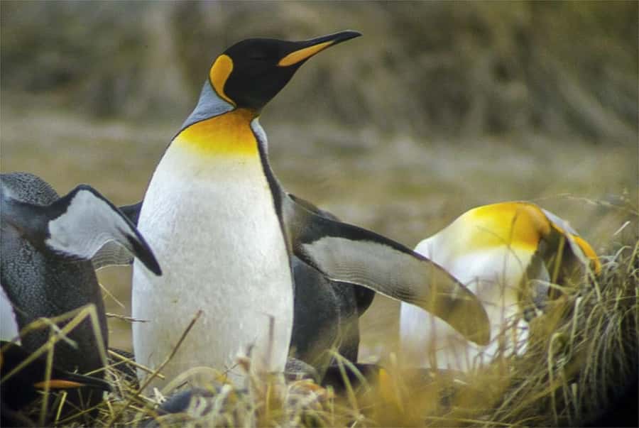 Ushuaia: Beagle Channel Boat Tour and Penguin Experience - The Practicalities and Value