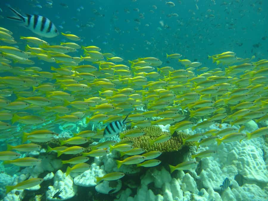 Ko Kut: Bubblemaker Diving for 8 and 9 Year Olds - What the Experience Means for Families