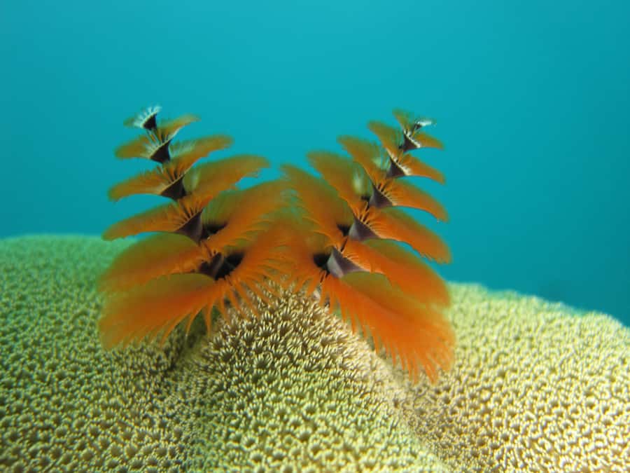 Ko Kut: Bubblemaker Diving for 8 and 9 Year Olds - Final Thoughts – Who Will Love This Tour?