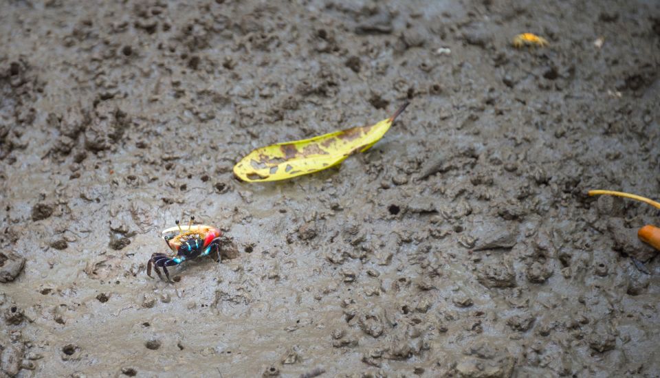 Koh Lanta: Sea Cave Kayaking and Talabeng Island Tour - Considerations and Potential Drawbacks